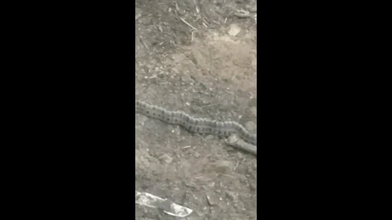 Больше метра под Благовещенском на дачном участке нашли длинную змею
