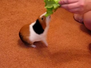 Свинка Федя кушает салат