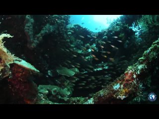 Tulamben, Bali, Oct 2013 underwater video