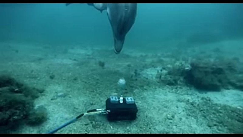 Experiment with Bizarre Bubbles and Dolphins take turns to develop their own unique ways to play with their