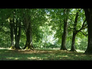 Forest Rhapsody for birdsong