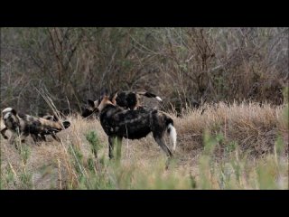 Гиеновидные собаки выгуливают щенков. Заповедник Мала Мала, ЮАР