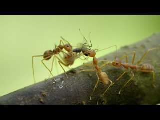 Wild City with David Attenborough: Season 1,Episode 4 (Sky Nature 2016 UK)(ENG/SUB ENG)