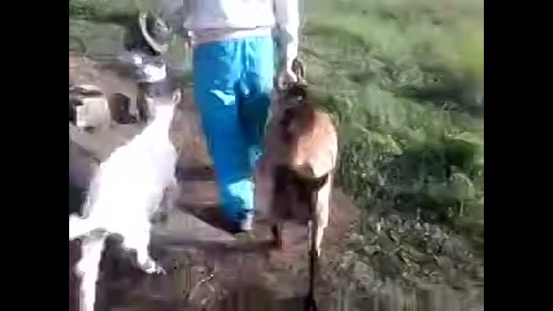 Летняя дойка. Сын любит коз.