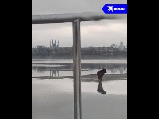 В Казани прохожие увидели, как пёс плывет на оторвавшейся льдине и вызвали сотрудников МЧС