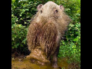 Эй,  бородатая свинья!!!  Вид млекопитающих из семейства свиней (Suidae), распространённый в Юго-Восточной Азии.