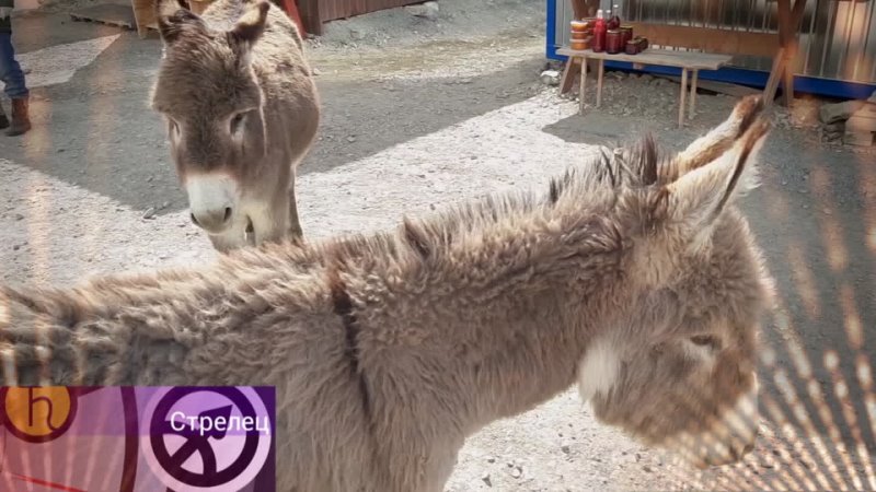 Видео от Доброе утро