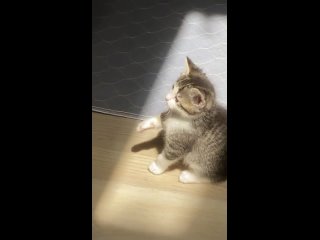 Котенок впервые увидел солнечный луч и попытался его поймать