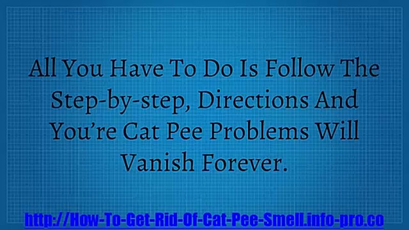How To Get Cat Urine Out Of Carpet, How To Remove Cat Urine Smell From Carpet, Cat Spray