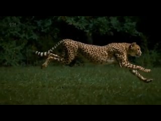 🐆 Замедленная съемка гепарда, бегущего со скоростью более 96 км/ч, снятая оператором Грегом Уилсоном со скоростью 1200 кадров в