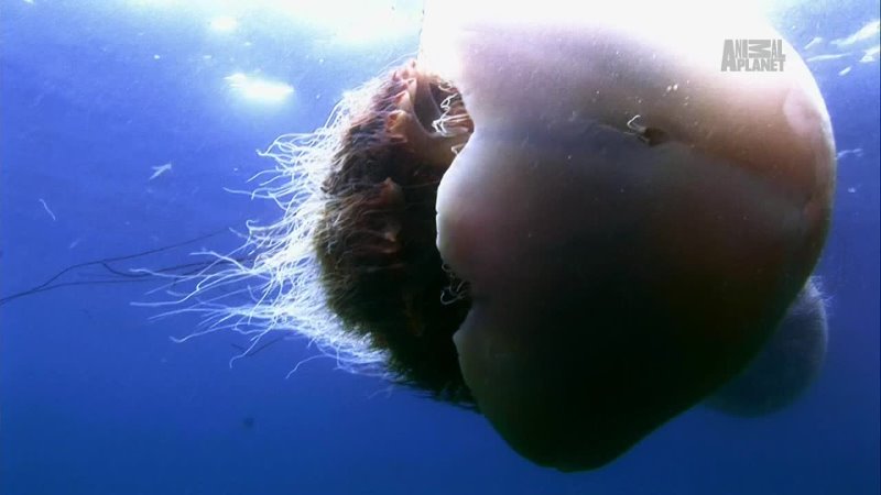 Нашествие гигантских медуз, HD
