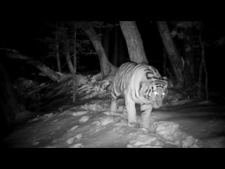 Счастливая Амурская тигрица-мамочка