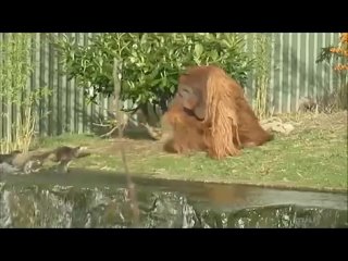 Эпичное сражение  - орангутан против выдр!