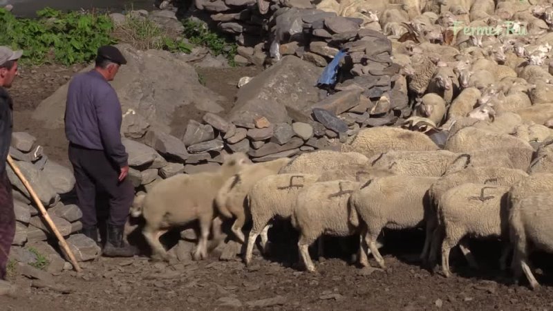 Отбивка овец пред дойкой. Агрофирма Чох. Республика Дагестан.
