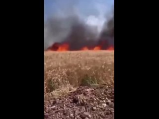 Турция: Пшеничные поля горят одновременно в Текирдаге, Бурсе, Диярбакыре, Мардине, Газиантепе, Чанаккале и Османие