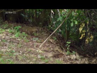 Les Merveilles De La Nature  2/5    Episode 2 : Les chutes d'Iguazu