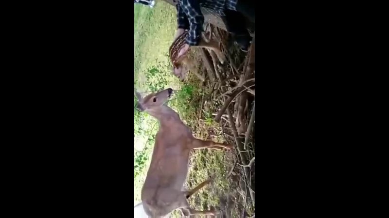 Baby deer stuck in fence saved and reunited with
