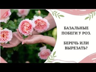 БАЗАЛЬНЫЕ ПОБЕГИ У РОЗ. БЕРЕЧЬ ИЛИ ВЫРЕЗАТЬ?