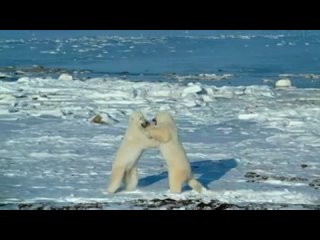 Трейлер фильма - Арктика 3D