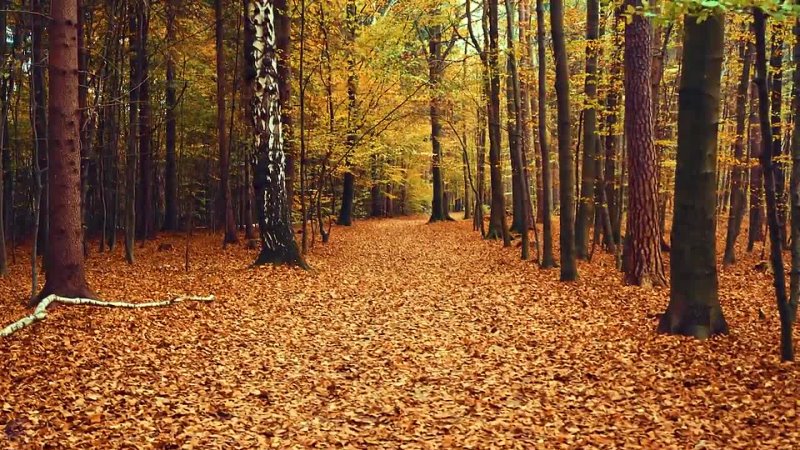 Peak Fall Foliage - Autumn in New England, Europe, Canada and U.S. Colorful Autumn Foliage Drone
