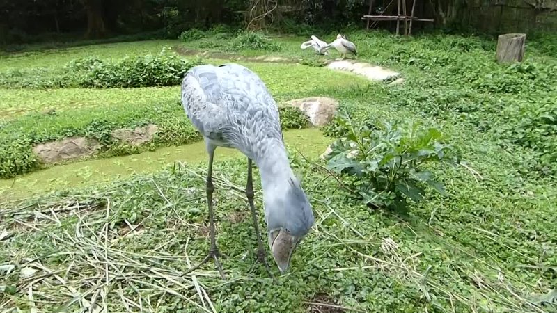 A humble chat with a Shoebill. (