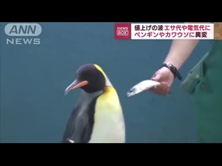 Пингвины и выдры в японском океанариуме устроили голодовку, потому что их стали кормить дешёвой рыбой для экономии средств