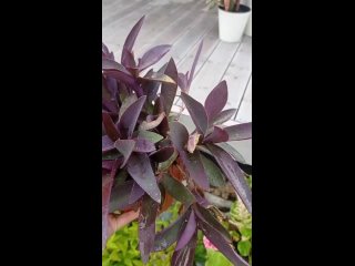 Видео от Galika_plants