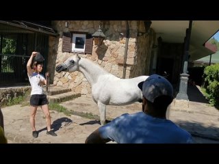 Семинар по подготовке арабской лошади, 25 июня 2022