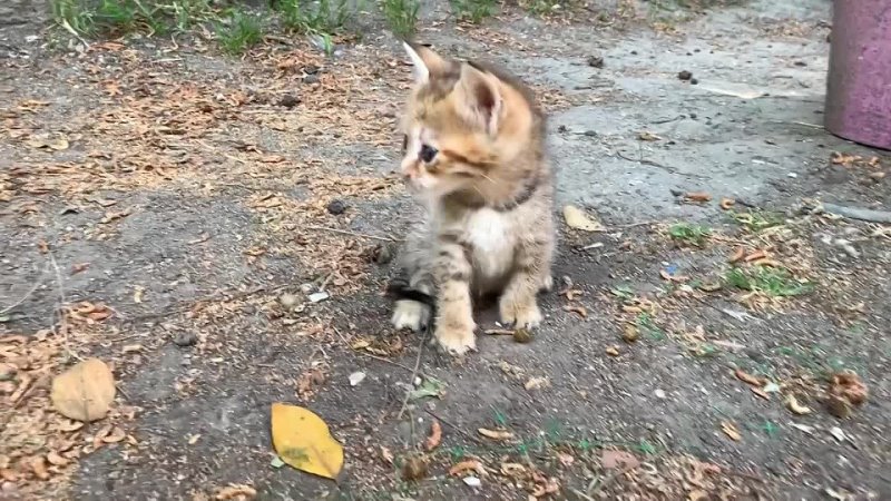 Tiny kitten siblings living on the street are waiting for me for love and 