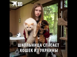 Школьница спасает кошек из Украины