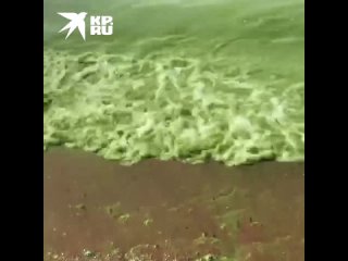 Ласковый пляж покрылся водорослями