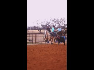 Calf roping