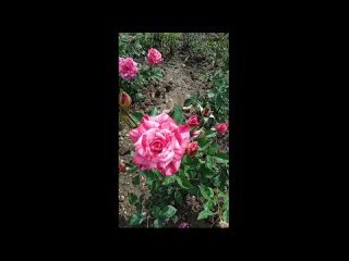 Крым 2022. Никитский ботанический сад. Попала в сезон цветения роз