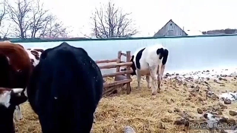 Дойка наших коров Последние дойки перед запуском