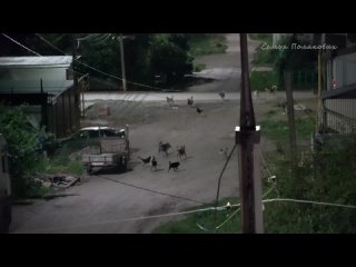 Собаки в городе Похвистнево