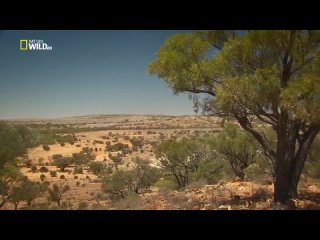Король кенгуру - Дикая природа Австралии