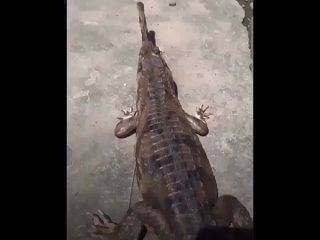 гладим крокодила