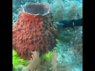 Морские губки
