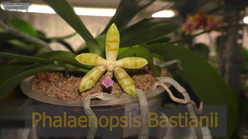 Зацвела новая орхидея Природный вид Фаленопсис Бастиана  Секретики ухода