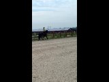 Видео от Конный клуб "АПРИОРИ"| Верховая езда | СПБ и ЛО