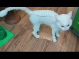 Видео от Салон красоты для животных "Пес и Кот"