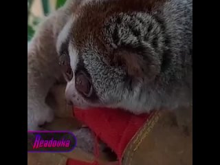 Толстый лори из абаканского зоопарка сел на диету перед летом