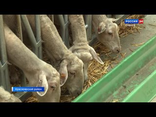 Агро-Информ: Дойные овцы и производство сыра -