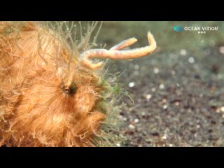 Таитийская бородавчатая рыба-клоун демонстрирует свою приманку