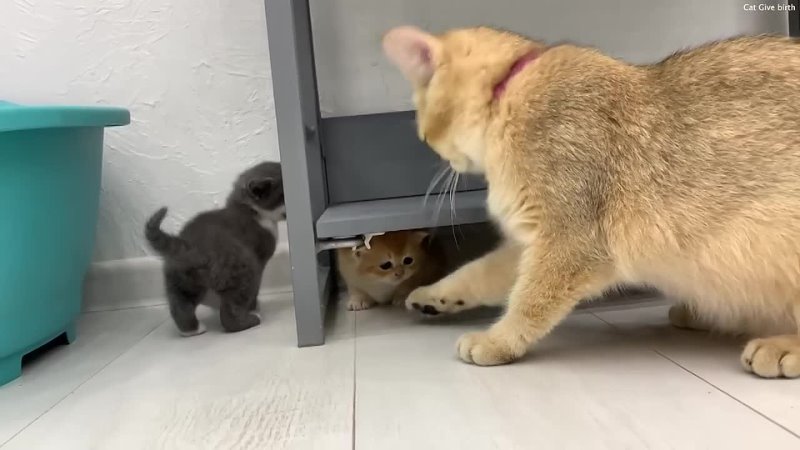 Mom cat tries to pull out a baby kitten that hid