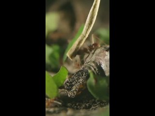 Колония муравьев-листорезов уносит растительность обратно в свое логово в тропическом лесу Санта-Марта, Колумбия