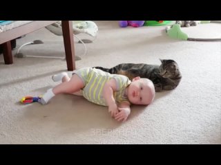 Малыши и котики