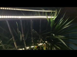 LEDER，outdoor light strip，hue outdoor light strip, China factory
