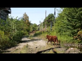 [Авто.путешествия] Автопутешествие в Абхазию на микровэне. Заброшенные поселки, гейзеры и Брехаловка в Сухуме #Ткуарчал