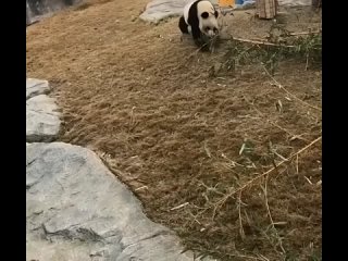 панды живут в своё удовольствие